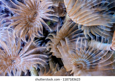 Coral Reef In Carbiiean Sea Social Feather Duster Close Up