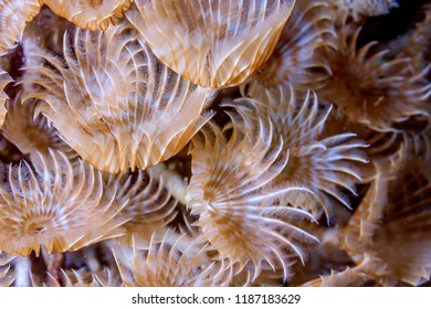 Coral Reef In Carbiiean Sea Social Feather Duster Close Up