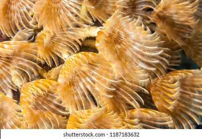 Coral Reef In Carbiiean Sea Social Feather Duster Close Up