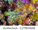 Coral reef in Carbiiean Sea,spotted drum or spotted ribbonfish,Equetus punctatus, is a species of marine fish in the family Sciaenidae.