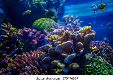 Coral Reef With Clown Fish