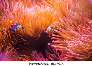 Coral Reef Clownfish Between Bubble Sea Anemone. Clownfish or Anemonefish. Coral Reef Life.