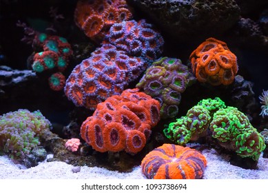 Coral reef colony