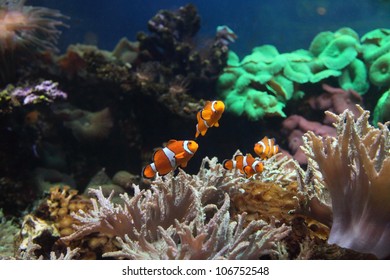 Coral Reef And Colorful Fish