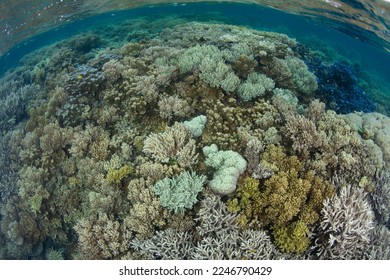 A coral reef composed of a wide variety of corals grows in the Solomon Islands. This beautiful country is home to spectacular marine biodiversity and many historic WWII sites. - Shutterstock ID 2246790429