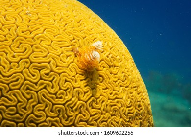 Coral Reef In Cozumel Mexico