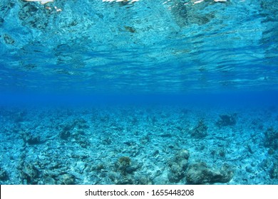 Coral Reef Destroyed By The Coral Bleaching In The Indian Ocean 