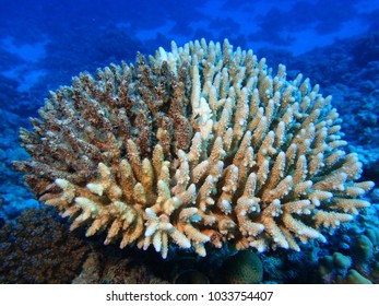 Coral Reef Dying Ocean