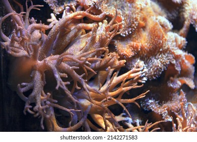 Coral Reef Ecosystem . Underwater plants . Nature of deep sea