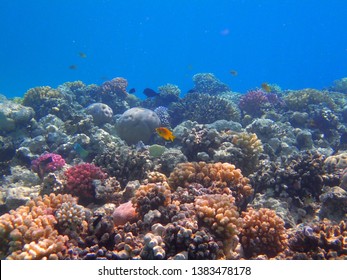 coral reef in egypt as nice natural landscape - Shutterstock ID 1383478178