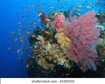 Coral Reef In Fiji