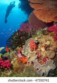 Coral Reef In Fiji Barrier, (coral Colony)