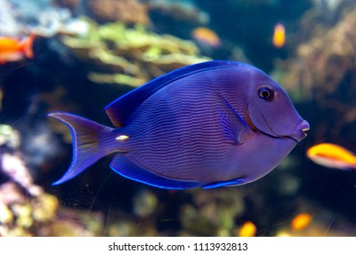 Coral reef fish with common name Atlantic Blue tang (Acanthurus coeruleus), blue barber, blue doctor, blue doctorfish, yellow barber, and yellow doctorfish, a surgeonfish found in the Atlantic Ocean