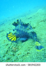 coral reef fish underwater