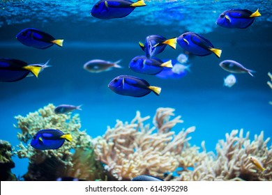 The coral reef fishes in aquarium environment