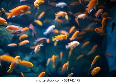 coral reef fishes in the water