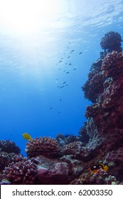 A Coral Reef Formation At Pinnicale Point, Hawaii.