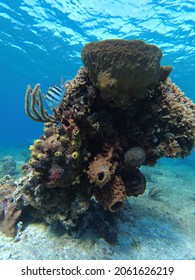 Coral Reef Formation With Sea Sponges And Reef Fish. Cozumel, Mexico. Caribbean Sea