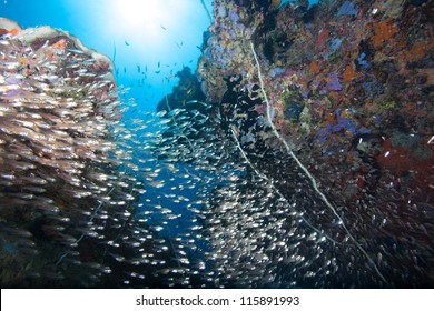 Coral Reef And Glass Fish - Zanzibar, Indian Ocean