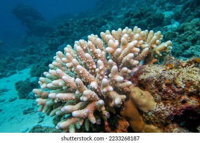 Coral reef with great Acropora coral (Scleractinia) at the bottom of tropical sea, underwater lanscape - Shutterstock ID 2233268187