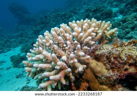 Coral reef with great Acropora coral (Scleractinia) at the bottom of tropical sea, underwater lanscape
