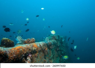 Coral Reef Growing On Shipwreck, Diving In Coron , Palawan, Philippines.