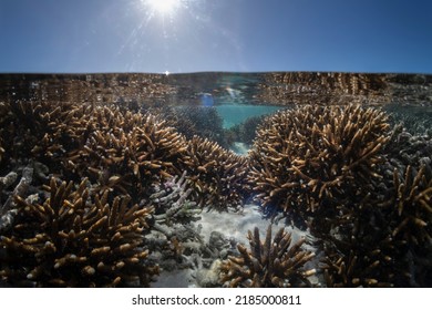 Coral Reef, Heron Island Australia