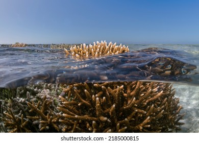 Coral Reef, Heron Island Australia