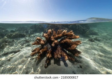 Coral Reef, Heron Island Australia