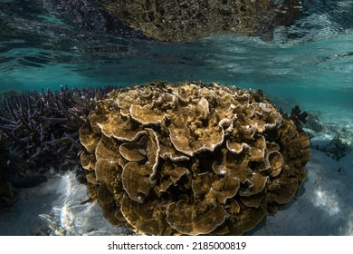 Coral Reef, Heron Island Australia