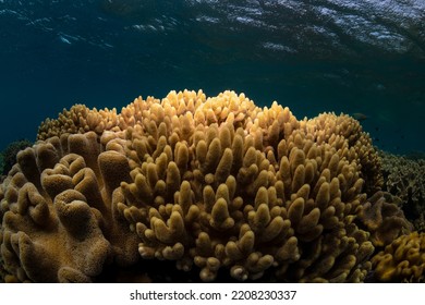 Coral Reef, Heron Island Australia