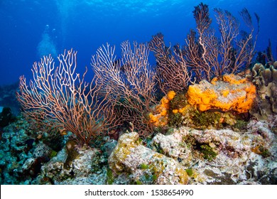 Coral Reef Landscape, Cozumel Mexico