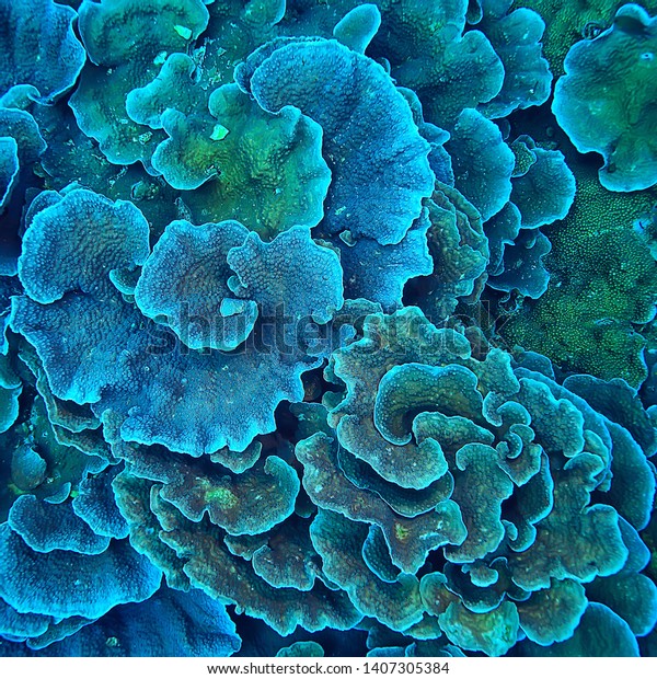 coral reef macro / texture, abstract marine\
ecosystem background on a coral\
reef
