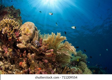 Coral Reef In Manado, Indonesia