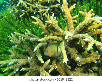 coral reef marine biology underwater