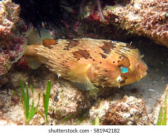 coral reef marine biology underwater