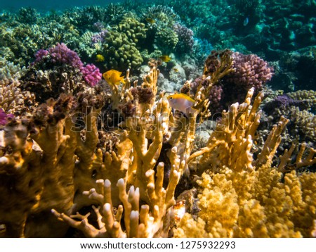 Coral reef in Marsa Alam, Red Sea, Egypt