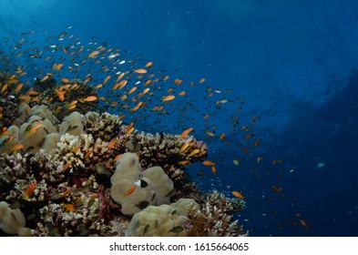 Coral reef ocean fish marine life - Shutterstock ID 1615664065
