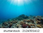 Coral reef ocean floor and natural sunlight underwater seascape, Pacific ocean, French Polynesia