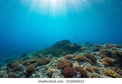 Coral reef ocean floor and natural sunlight underwater seascape, Pacific ocean, French Polynesia
