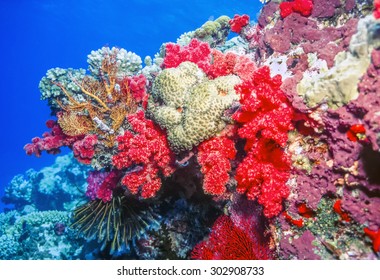 Coral Reef Off The Coast Of Fiji Island Of Taveuni With Soft Corals