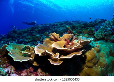 Coral Reef Off Swains Island In National Marine Sanctuary Of American Samoa.