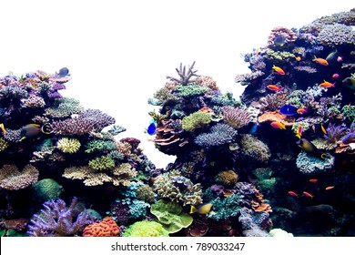 Coral reef on white isolated background