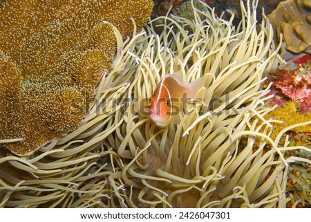 Coral reef and orange anemonefish. Tropical fish (Pink Skunk Clownfish, Amphiprion perideraion) in the anemone.  Scuba diving with marine life. Underwater widlife photography, fish in the ocean.