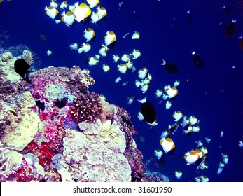 coral reef in the pacific ocean (philippines)