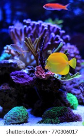 Coral Reef Saltwater Aquarium Tank 