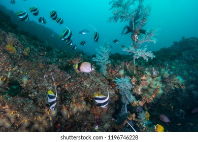 Coral Reef Scene, Aliwal Shoal, South Africa.