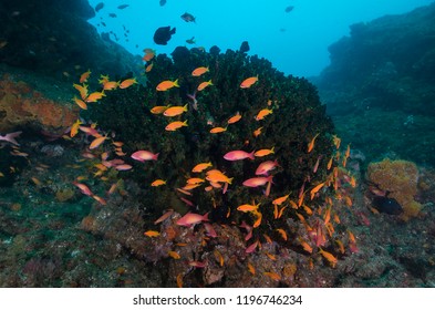 Coral Reef Scene, Aliwal Shoal, South Africa.