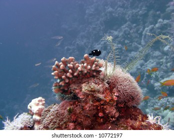 Coral Reef Scene With Domino Damsel