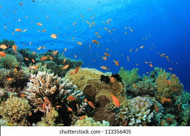 Coral Reef Scene with tropical fish in Red Sea, Egypt - Shutterstock ID 113356405